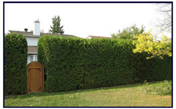 Tall cedar trim